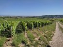 Vignoble de Sézanne